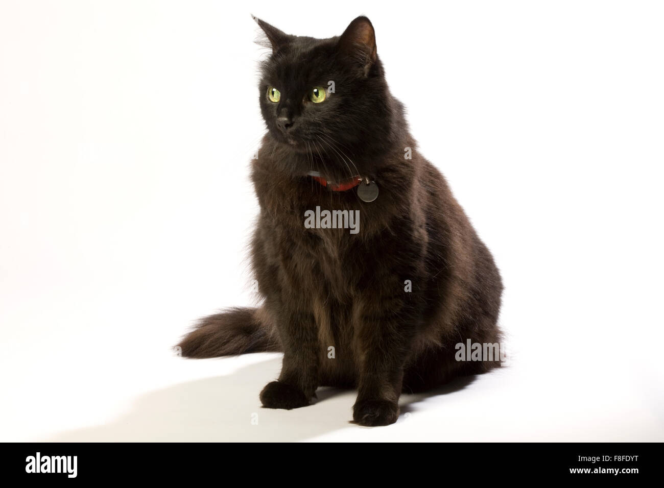 Schwarze braune Katze mit grünen Augen und roten Kragen. Stockfoto