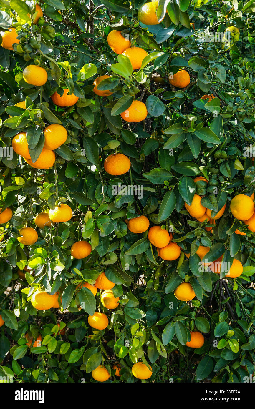Vertikales Bild einer Orange Obstplantage hautnah. Stockfoto