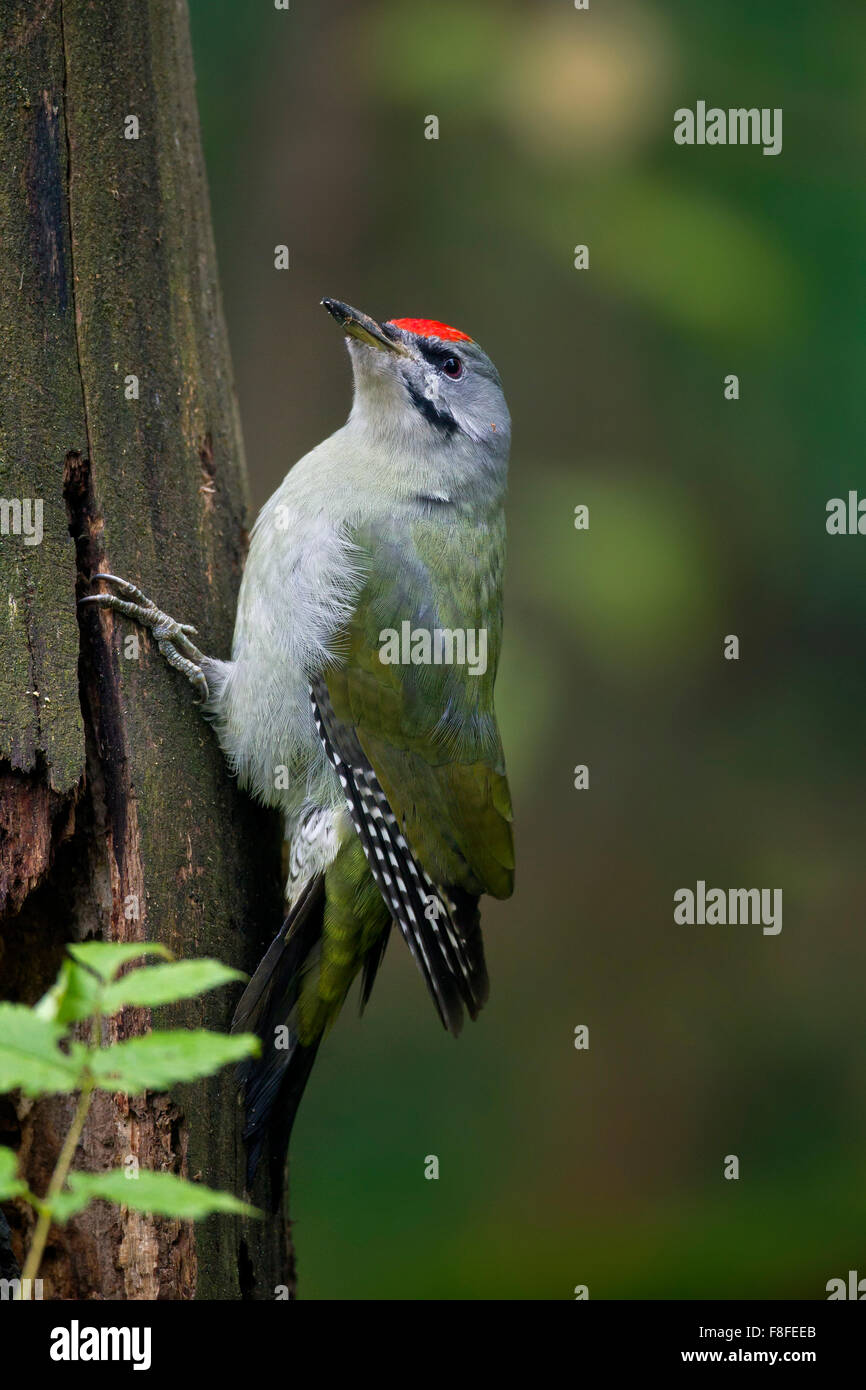 Grauspecht / grau-faced Specht (Picus Canus) männlichen Nahrungssuche in Baum Stockfoto