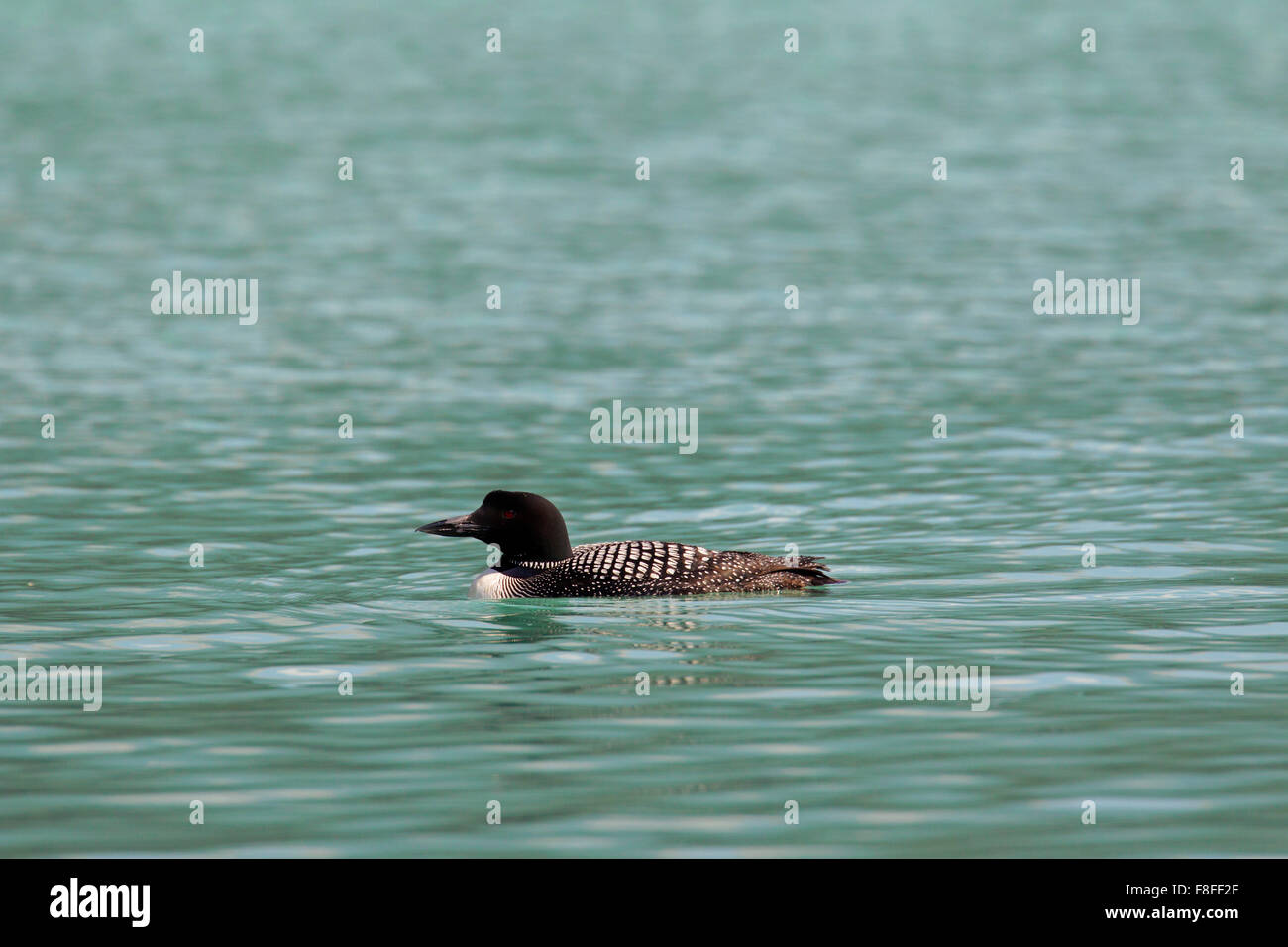 Great Northern Diver / große nördliche Loon / gemeinsame Loon (Gavia Immer) Schwimmen im See im Sommer Stockfoto