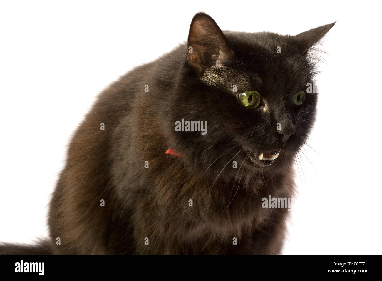 Schwarze braune Katze mit grünen Augen und roten Kragen Stockfotografie -  Alamy