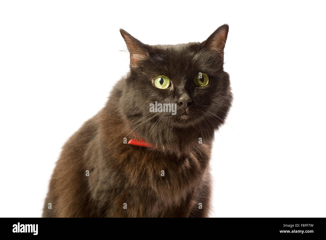 Schwarze braune Katze mit grünen Augen und roten Kragen. Stockfoto