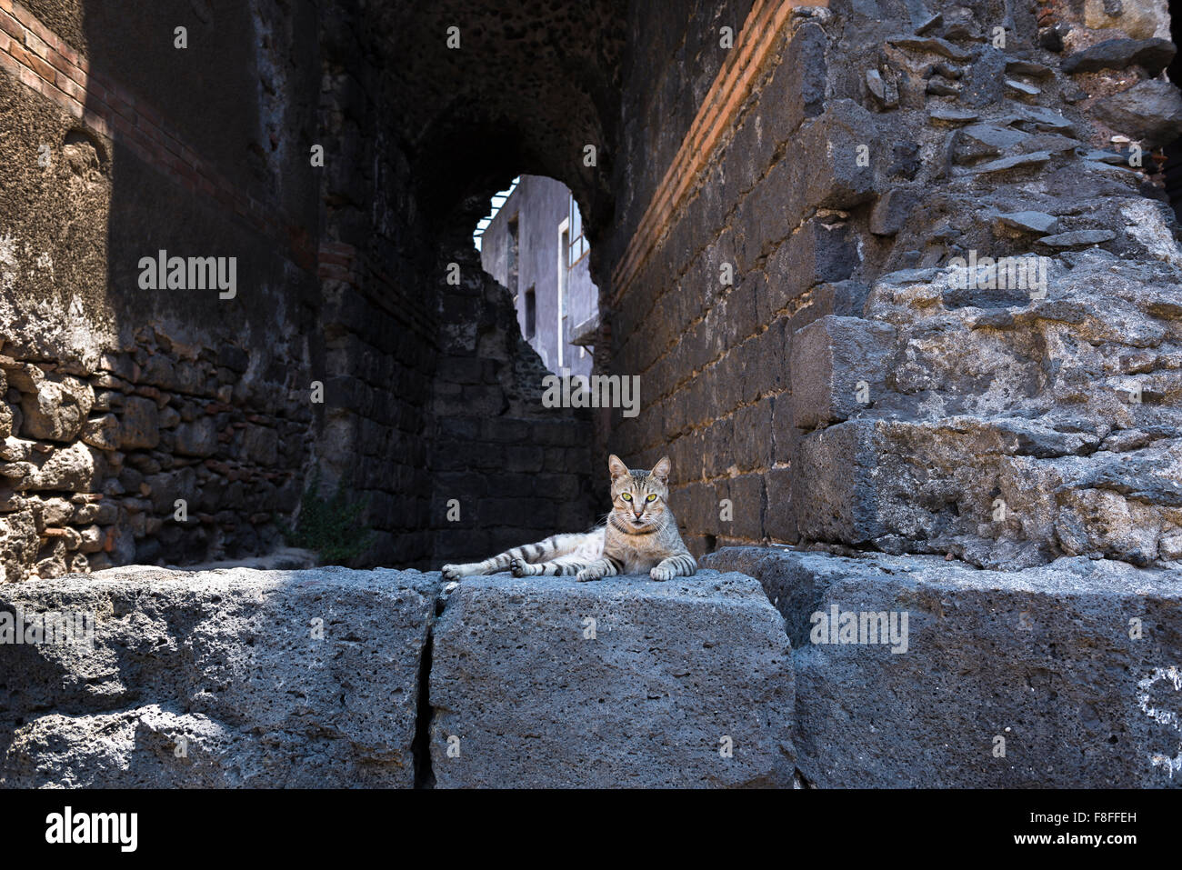 Wilde Katze, Blick auf eine wilde Katze unter den Ruinen der antiken römischen Theater (Teatro Antico) in Catania, Sizilien. Stockfoto