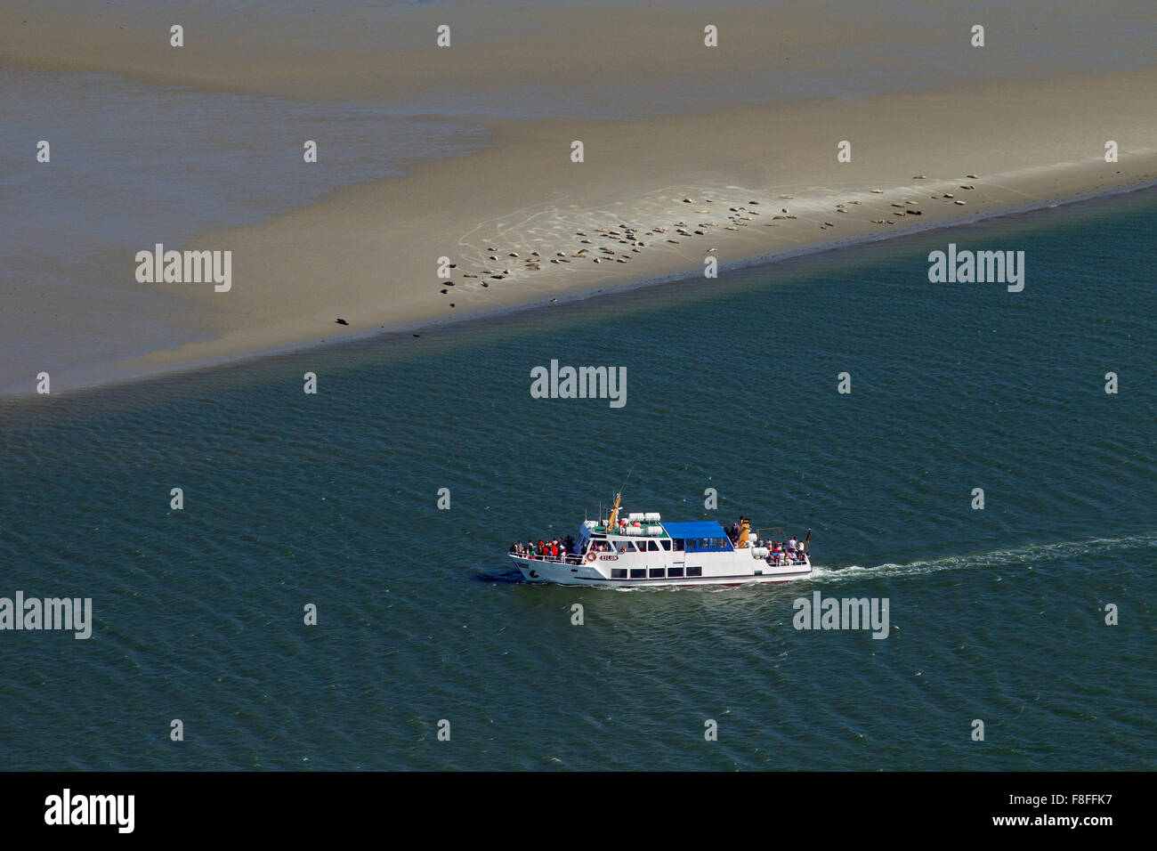 Boot mit Touristen, die gemeinsame Dichtung Kolonie auf Sandbank in der Schleswig-Holsteinischen Nationalpark Wattenmeer, Deutschland Stockfoto