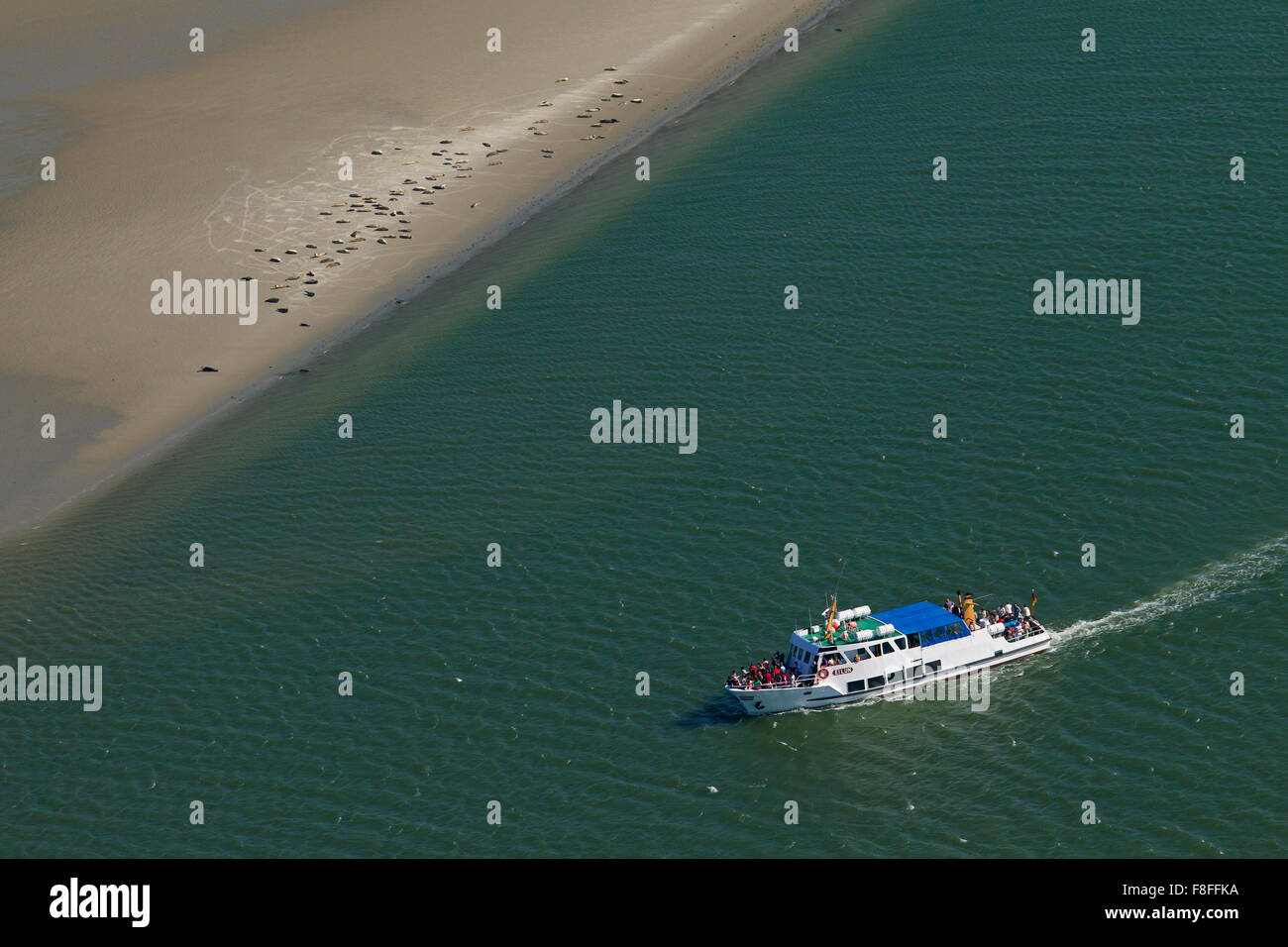 Boot mit Touristen, die gemeinsame Dichtung Kolonie auf Sandbank in der Schleswig-Holsteinischen Nationalpark Wattenmeer, Deutschland Stockfoto