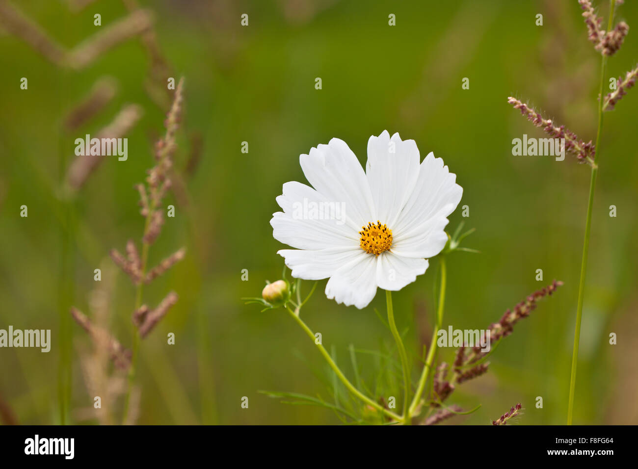 Wildblumen auf einer Wiese an einem sonnigen Tag. Schuss mit einer selektiven Fokus Stockfoto