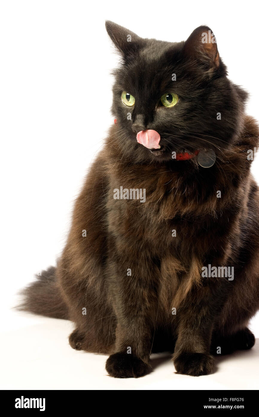 Schwarze braune Katze mit grünen Augen und roten Kragen. Stockfoto