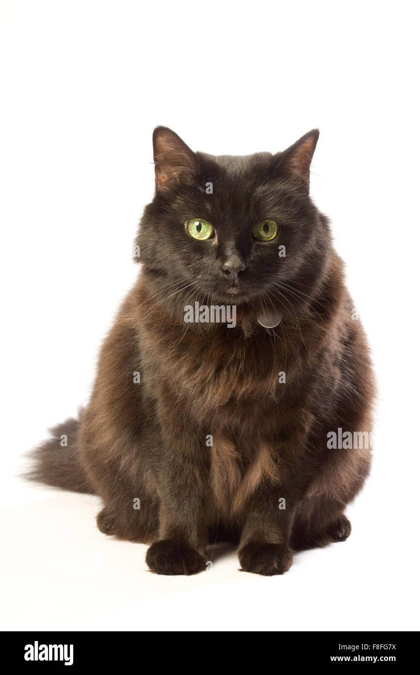 Schwarze braune Katze mit grünen Augen und roten Kragen. Stockfoto