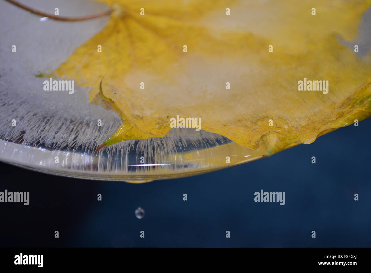 Wassertropfen tropft aus gefrorenen Blatt Eisbildung Stockfoto