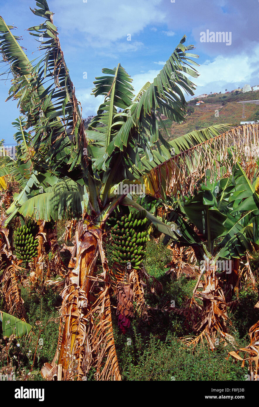Bananenpflanze. Teneriffa Insel, Kanarische Inseln, Spanien Stockfotografie  - Alamy