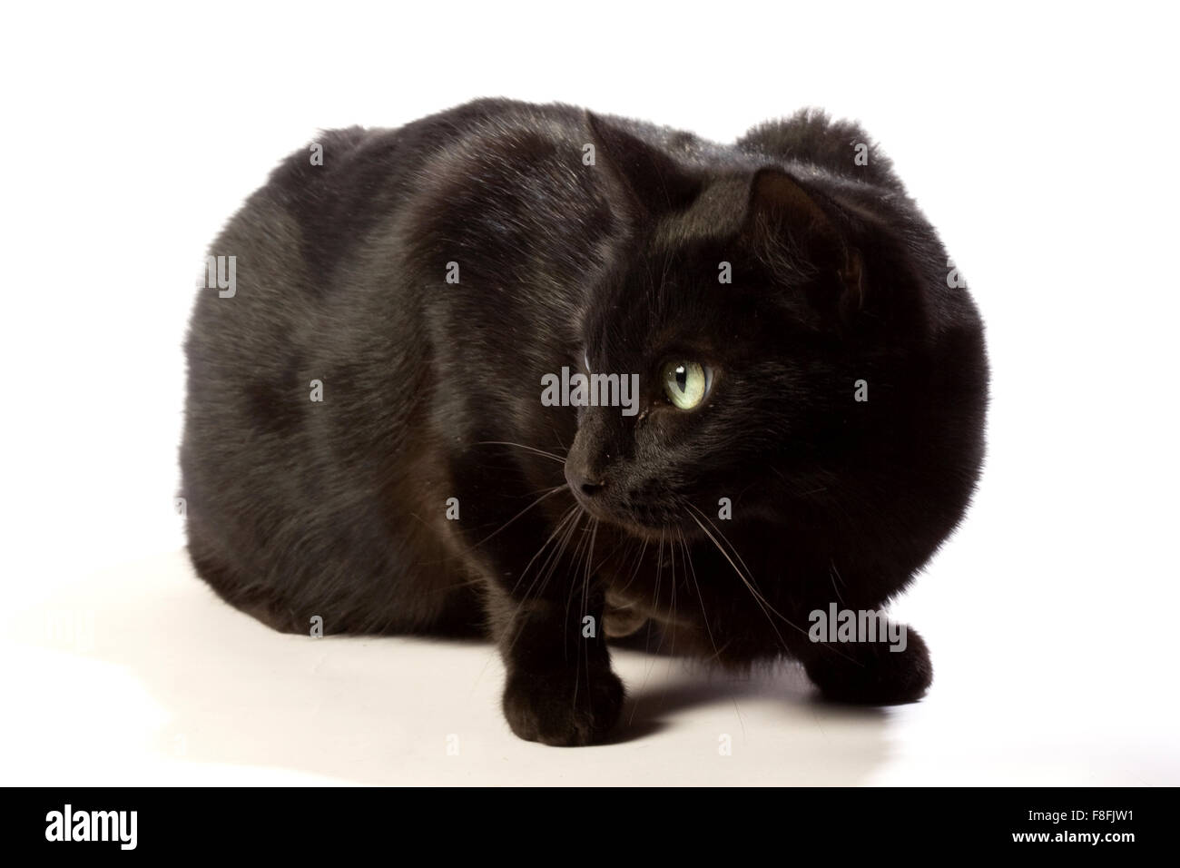 Schwarze Katze in verschiedenen Positionen. Stockfoto