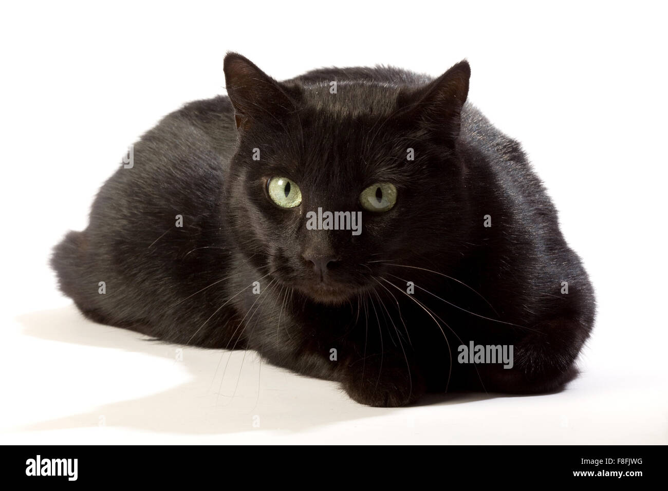 Schwarze Katze in verschiedenen Positionen. Stockfoto