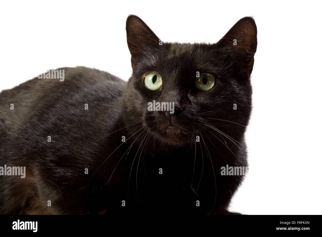 Schwarze Katze in verschiedenen Positionen. Stockfoto