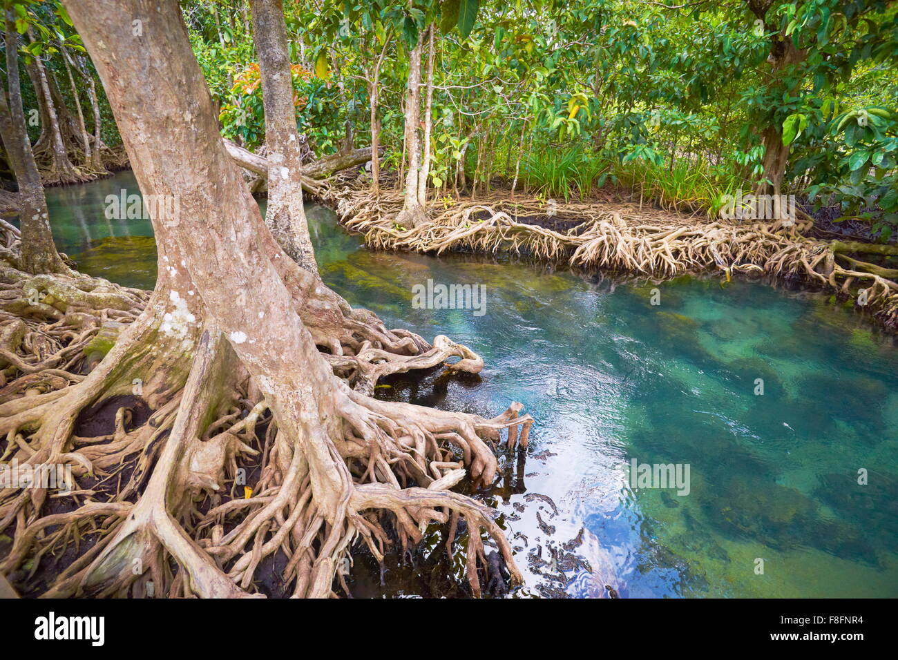 Thailand - Krabi Provinz, Mangrovenwald im Tha Pom Khlong Song Nam National Park Stockfoto