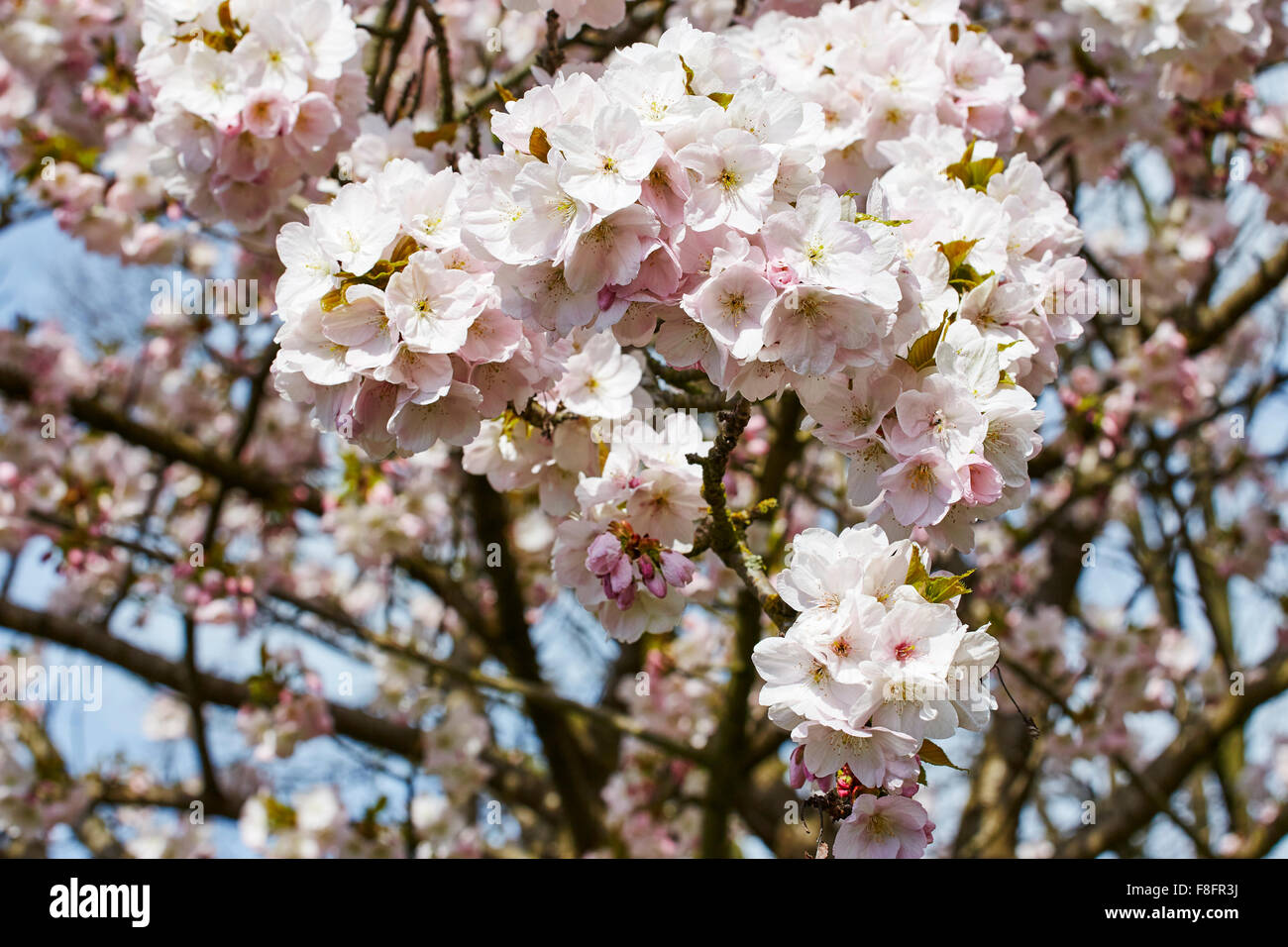 Kirschblüte Blüten. Stockfoto
