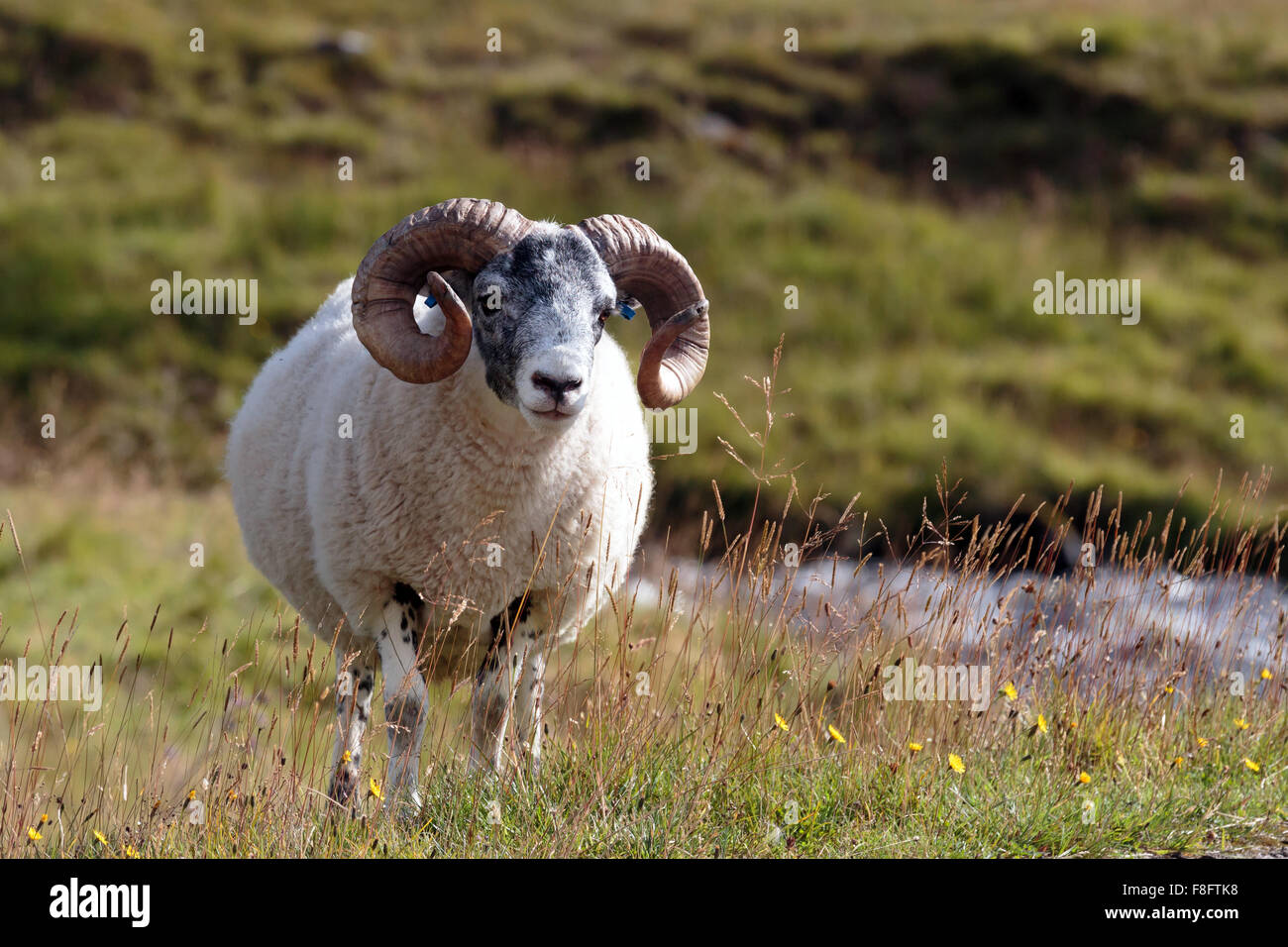 Sonnendurchflutetes Scottish Blackface Schafe stehen in einem schottischen Glen Stockfoto