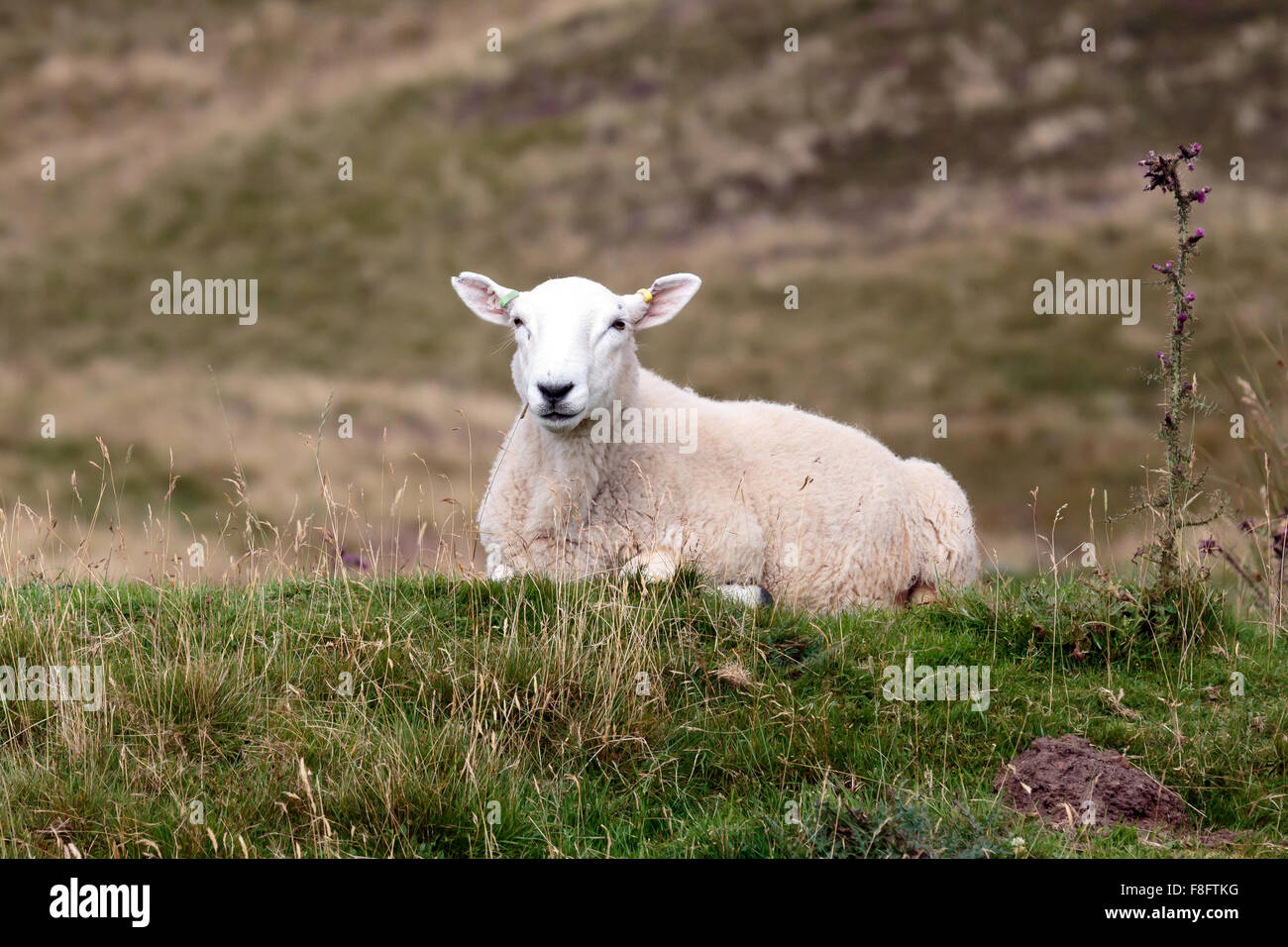 Einzigen schottischen Cheviot Schafe liegen auf einem Hügel versoffen Stockfoto