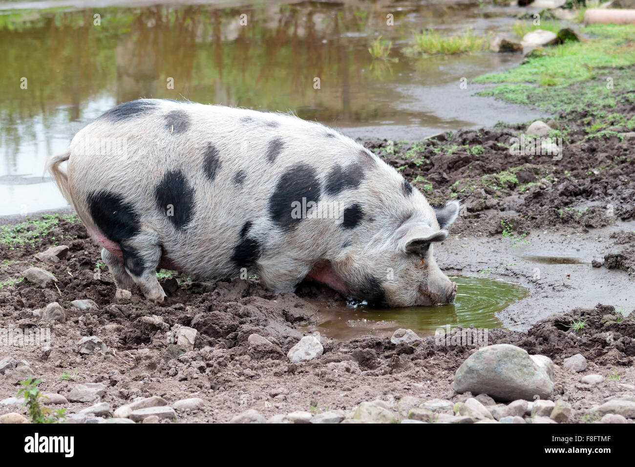 Gloucestershire alten Punkt Schwein trinken Form einem schlammigen Wasserbecken Stockfoto