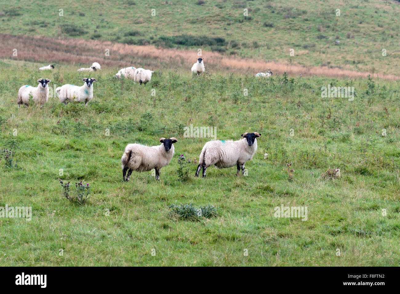 Herde von Scottish Blackface Schafe stehen auf einer schottischen Wiese Stockfoto