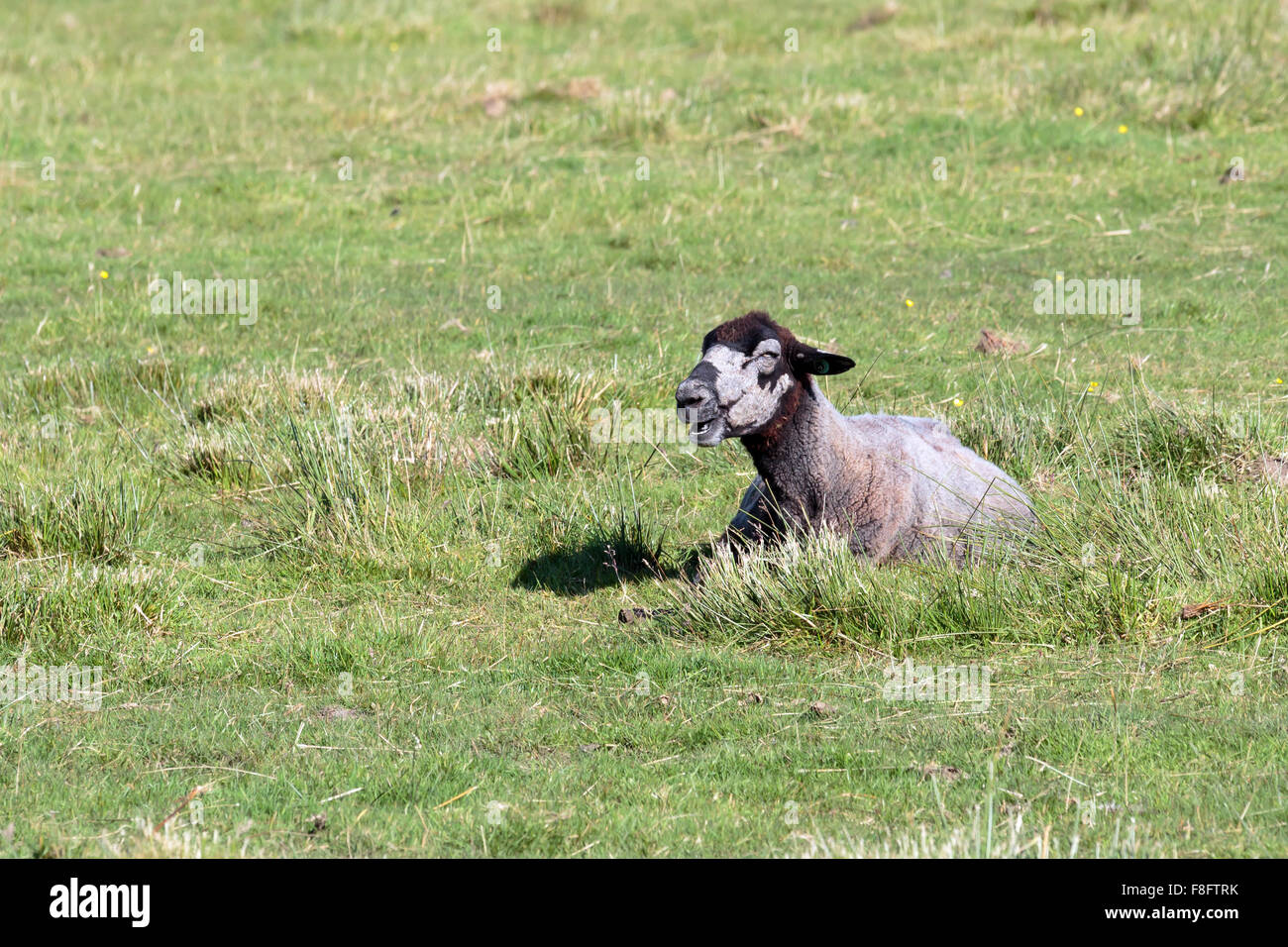 Sonnendurchflutetes grau und braun Schaf liegend auf einer schottischen Wiese Stockfoto