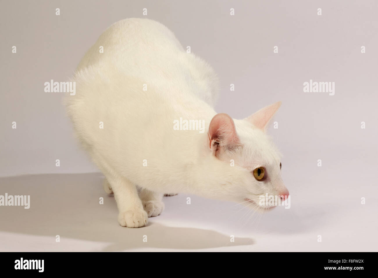 Weiße Katze mit gelben Augen und weißem Hintergrund. Stockfoto