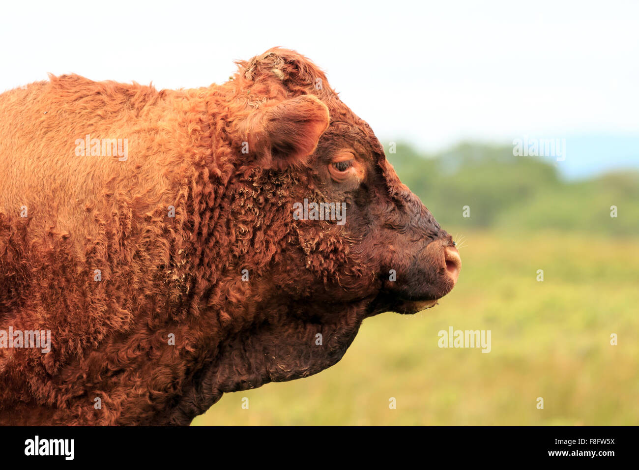 Profil eines braun Dexter Bull Kopf stehenden Gebiet in den schottischen Highlands Stockfoto