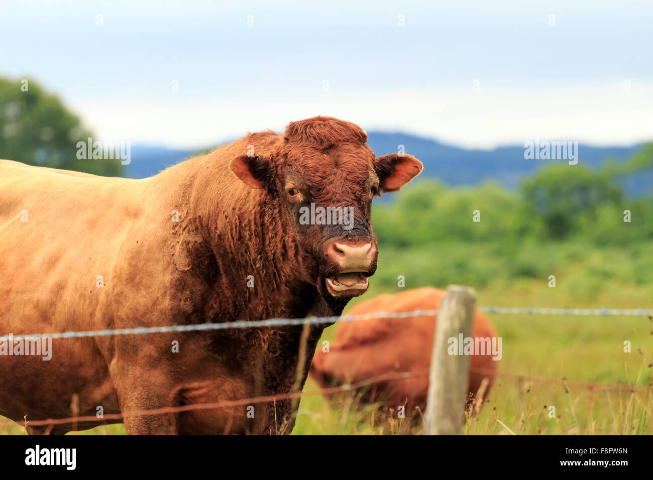 Braun Dexter Bull stehen im Bereich von Zaun in den schottischen Highlands Stockfoto