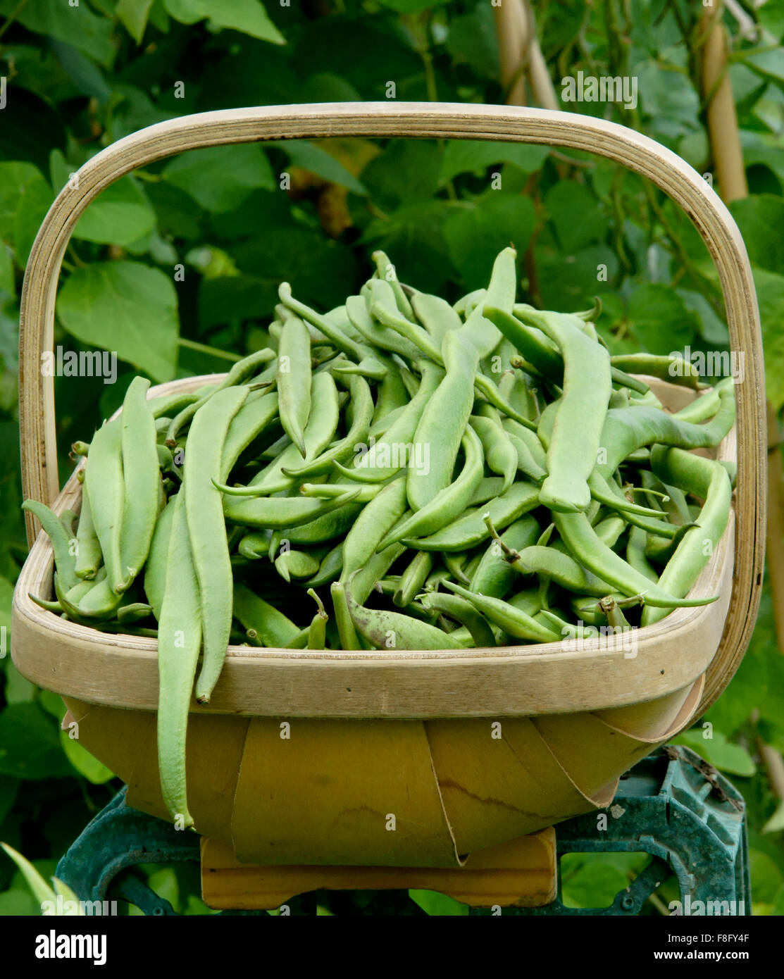 Stangenbohnen in Sussex Hand gemacht Trug Stockfoto