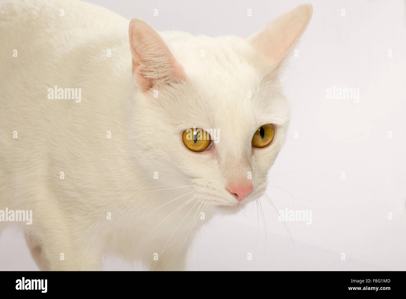 Weiße Katze mit gelben Augen und weißem Hintergrund. Stockfoto