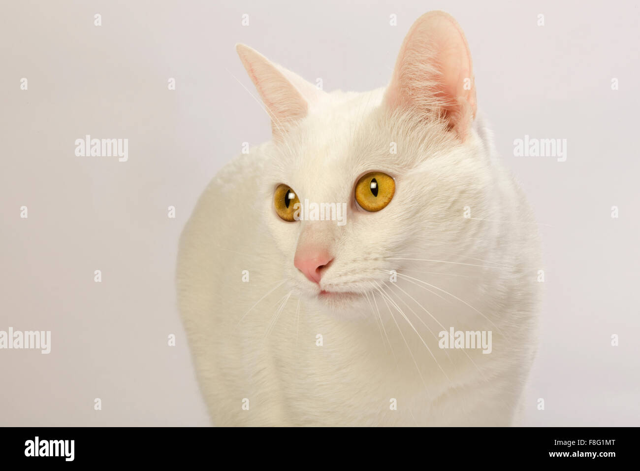 Weiße Katze mit gelben Augen und weißem Hintergrund. Stockfoto