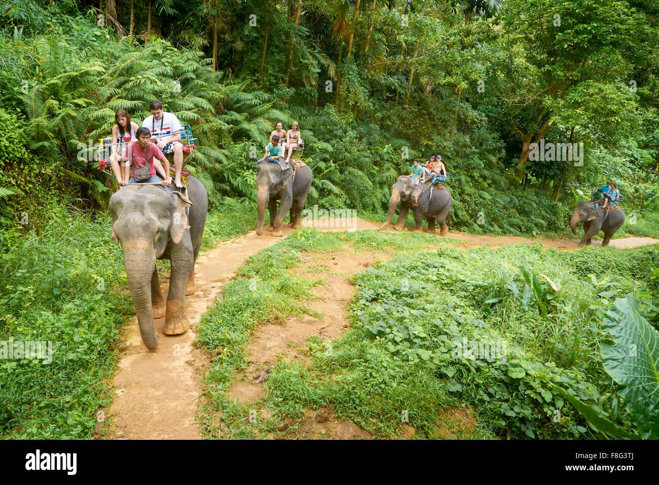 Thailand - Khao Lak Nationalpark, Elefantenreiten in tropischen Wald Stockfoto