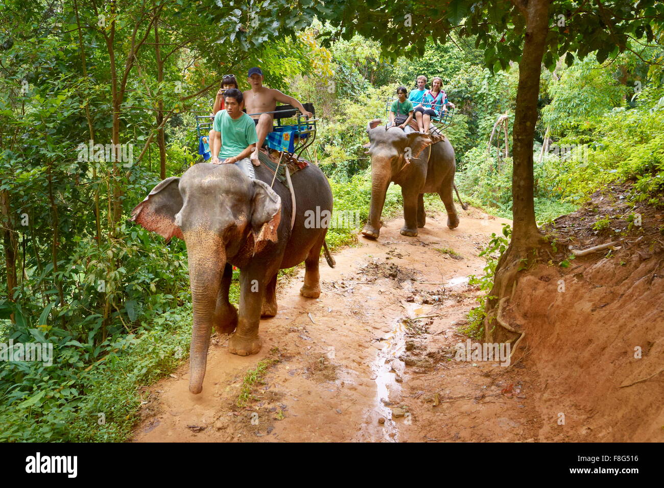 Khao Lak Nationalpark, Elefanten Reiten in tropischen Wald, Thailand Stockfoto