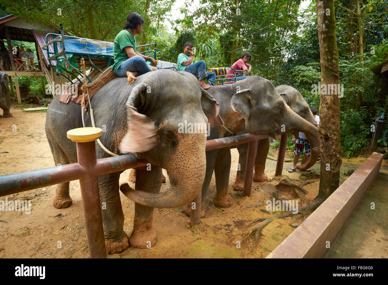 Thailand - Khao Lak Nationalpark, Elefanten warten auf Touristen Stockfoto