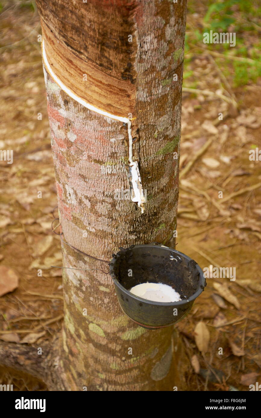 Latex fließt aus dem Schnitt in einem Gummibaum Rinde, Thailand, Asien Stockfoto