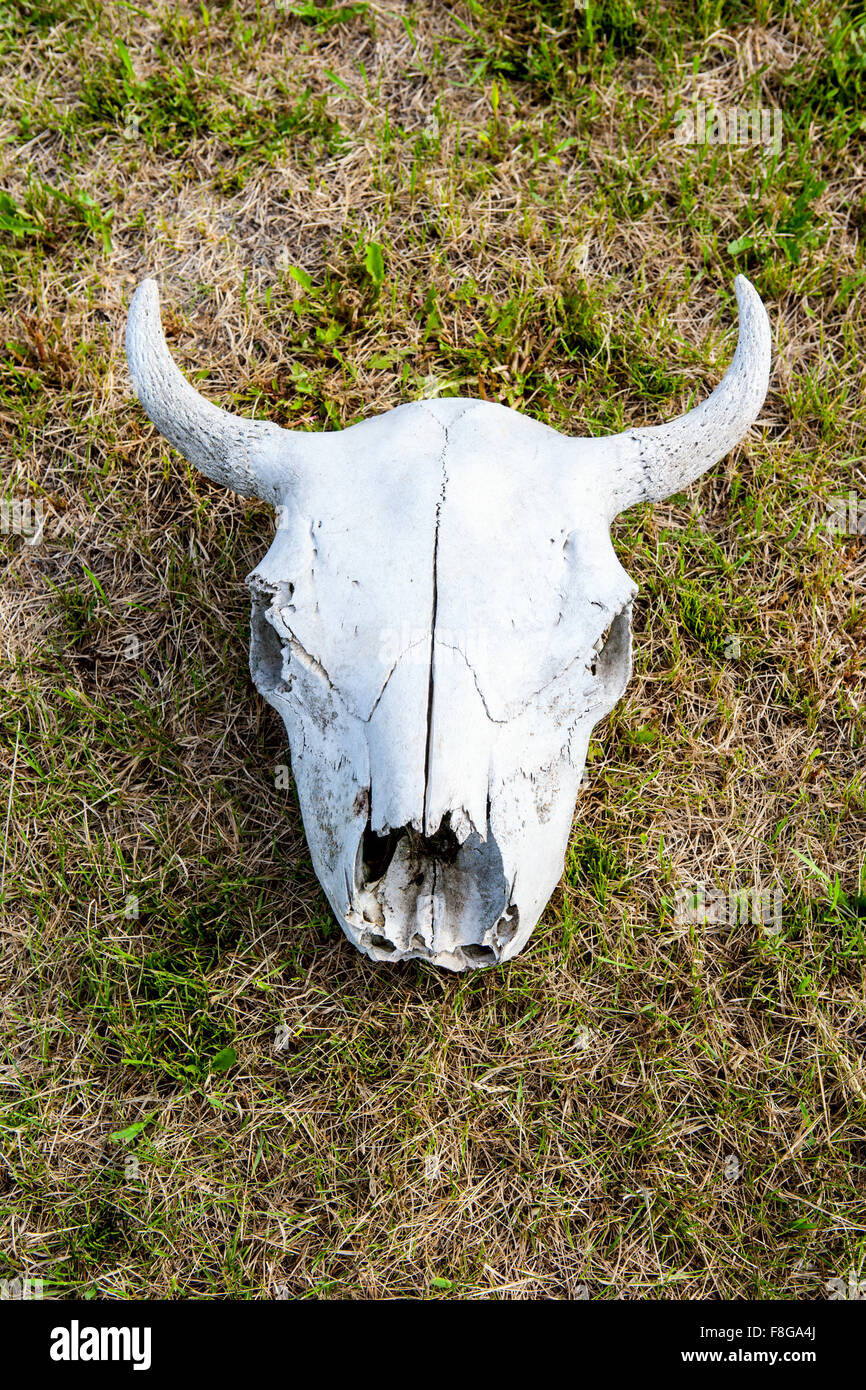 Bison Schädel Stockfoto