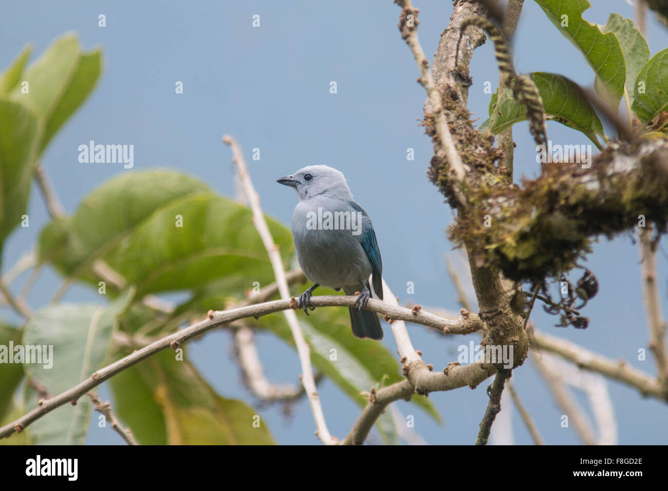 Blau-graue Voegel (Thraupis Episcopus) thront auf einem Ast in Tandayapa Tal, Ecuador. Stockfoto