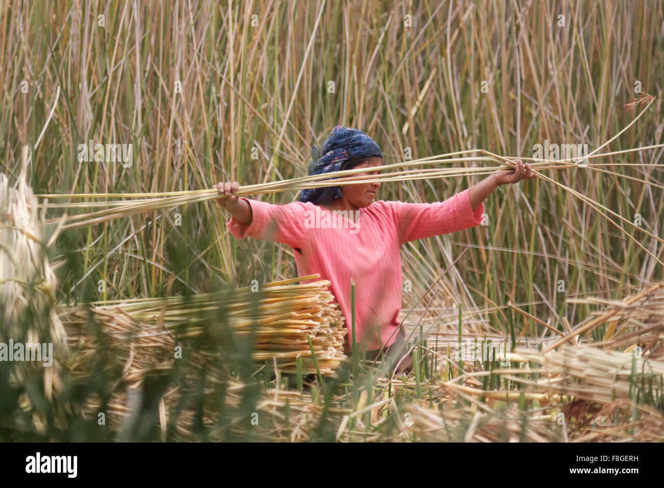 Frau in Ecuador Totora, verwendet, um Boote (Balsas) die mitgelieferte getrocknete Pflanze Schilf zu sammeln. Stockfoto