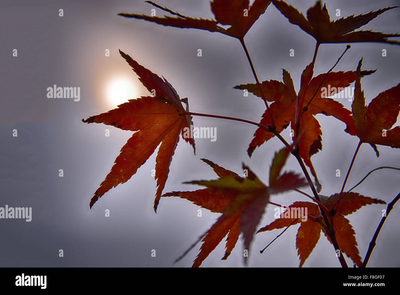 Griff nach der Sonne Leben Stockfoto