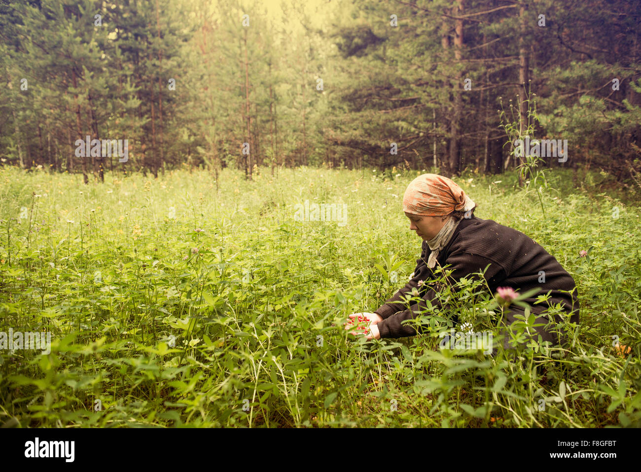 Kaukasische Frau Beerensammeln im Feld Stockfoto