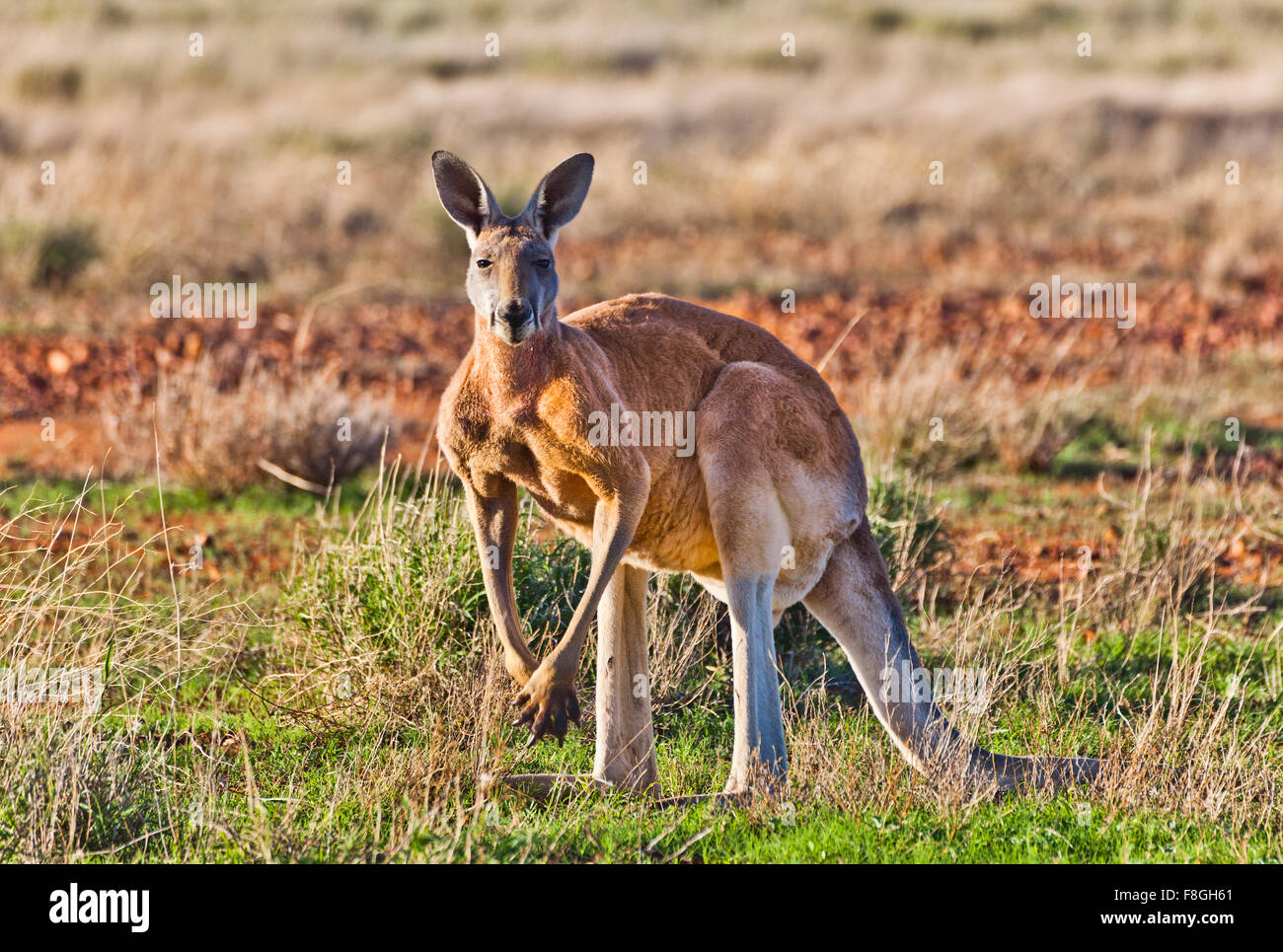 riesige männliche rote Känguruh im Sturt National Park, weit nordwestlichen New South Wales Stockfoto