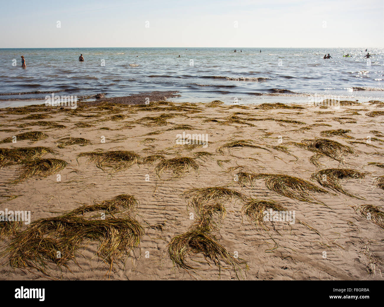 Posidonia Oceanica genannt Neptun Grass oder Mittelmeer Tapeweed am Strand von Grado Stockfoto