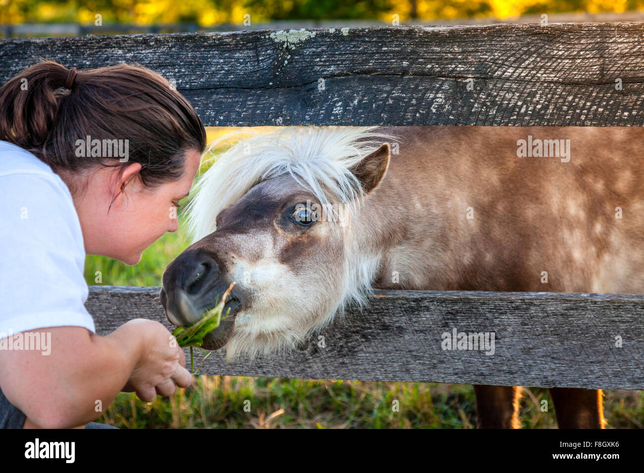 Feeding shetland pony -Fotos und -Bildmaterial in hoher Auflösung – Alamy