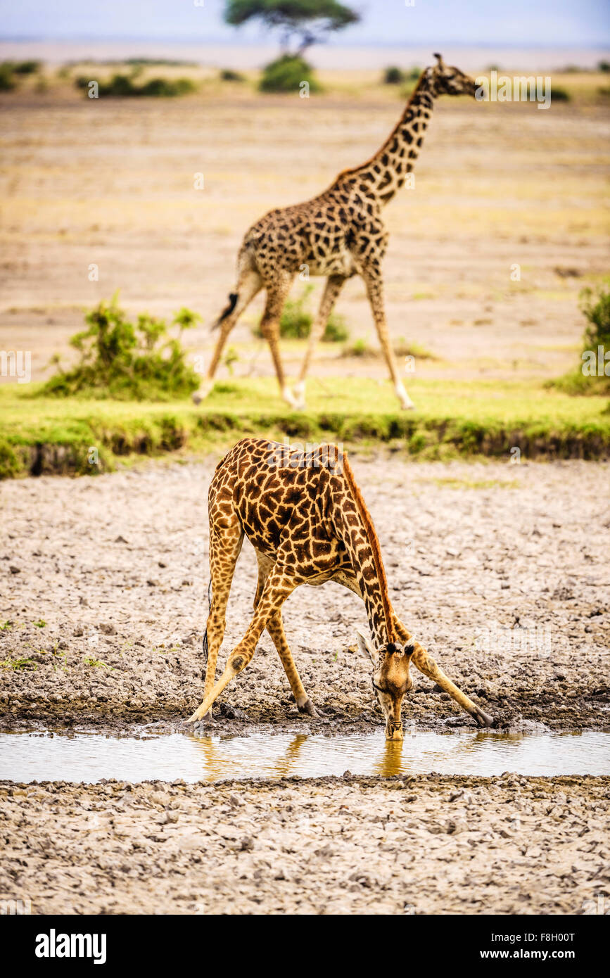 Giraffen am Wasserloch zu trinken Stockfoto