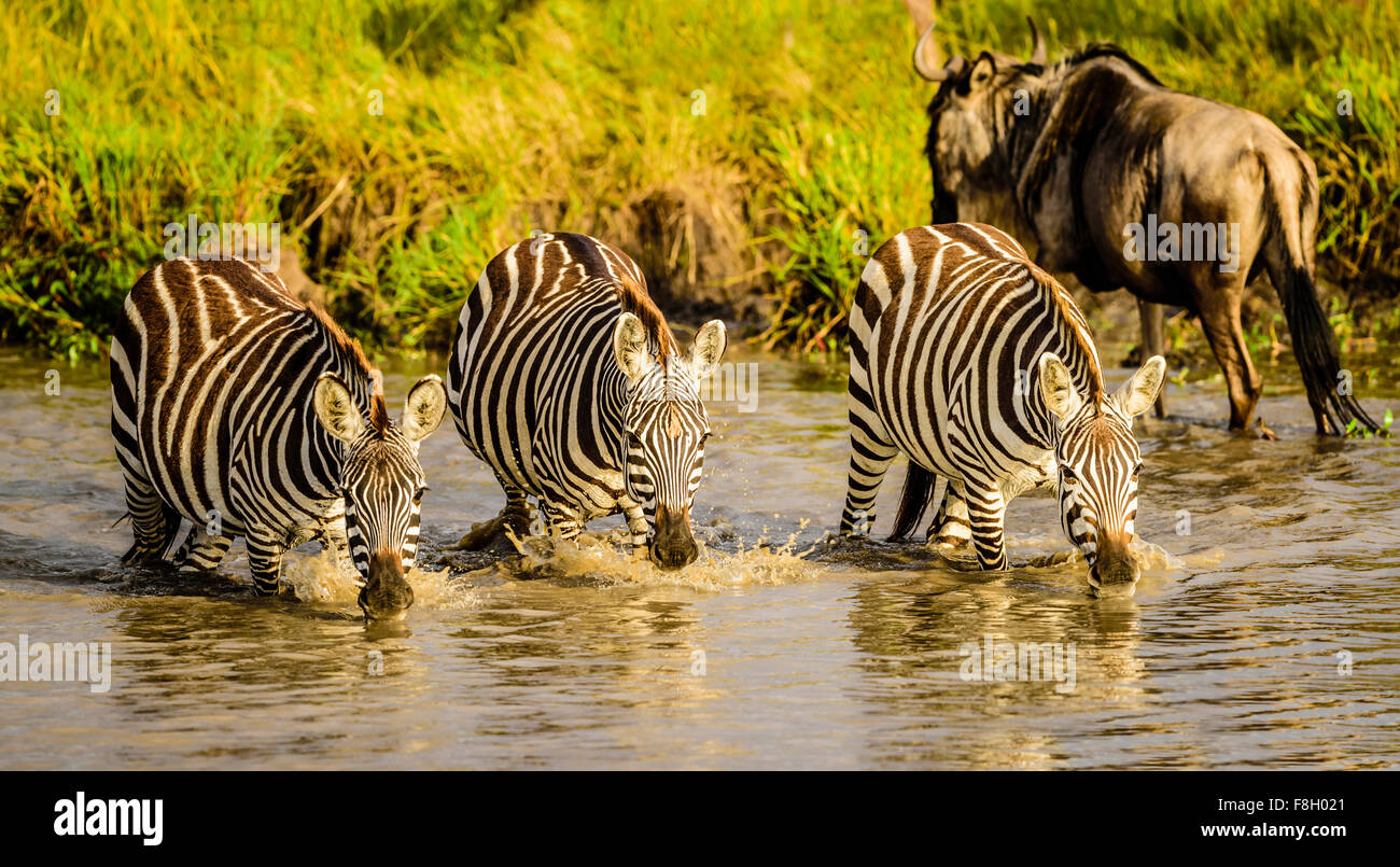Zebras am Wasserloch zu trinken Stockfoto