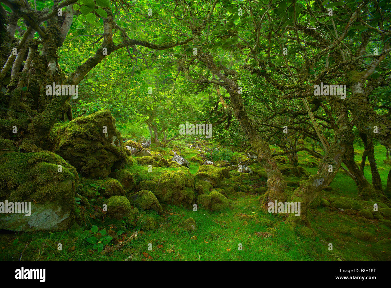 Bäume über moosige Felsen im Wald Stockfoto