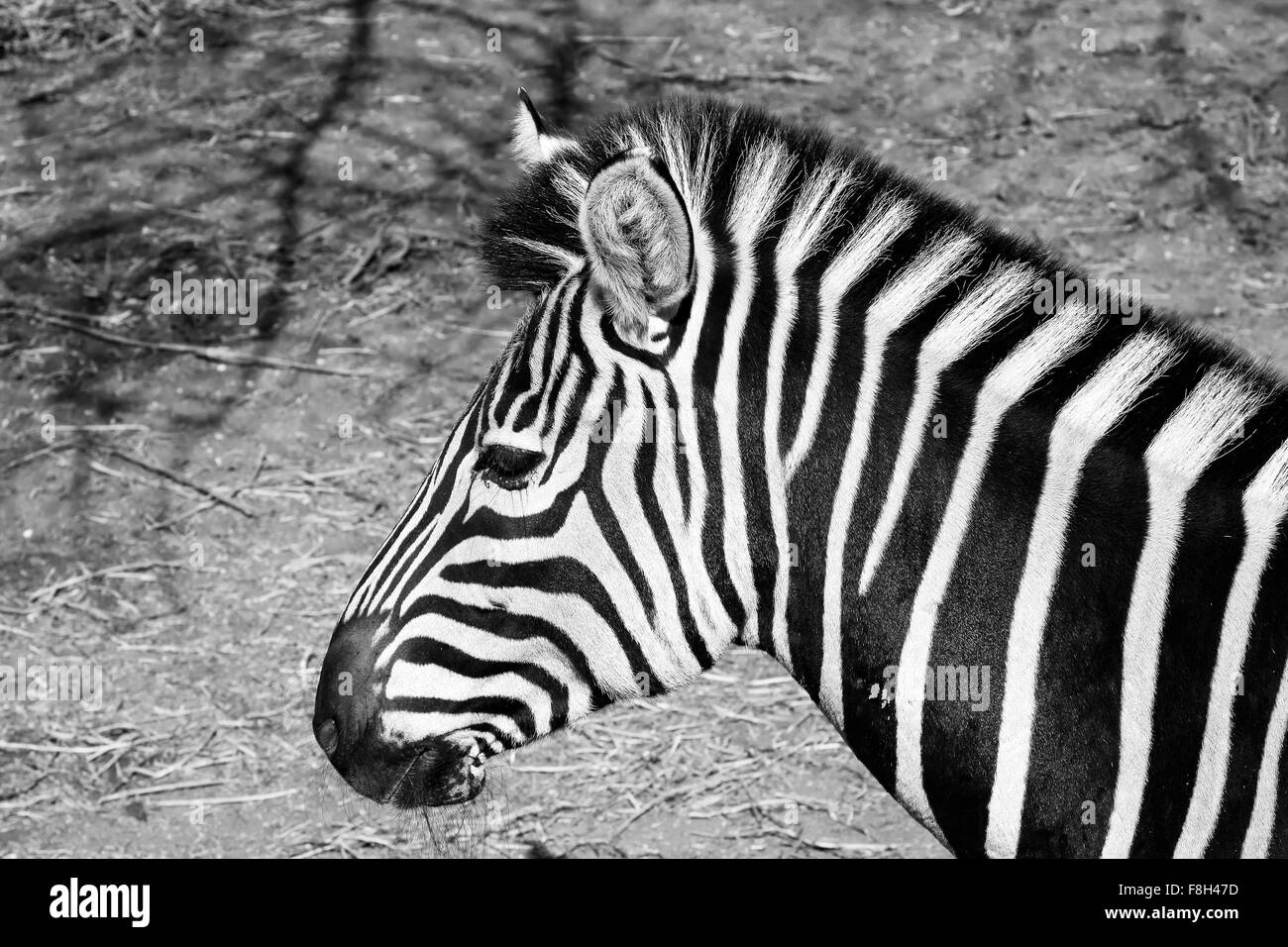 ein Zebra schwarz / weiß Foto Stockfoto