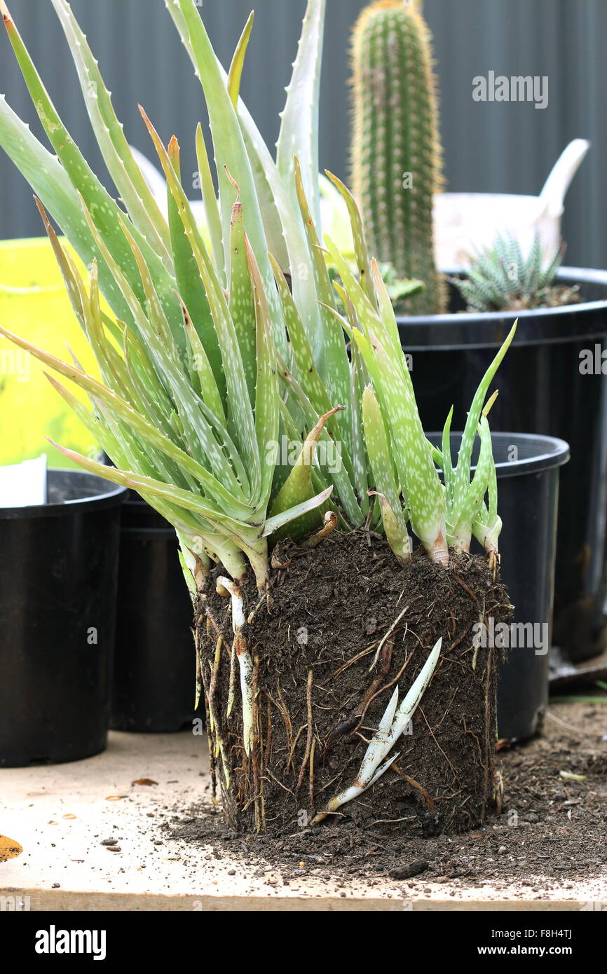 Eine Reihe von Aloevera-Pflanzen mit Welpen und Wurzeln ausgesetzt Stockfoto