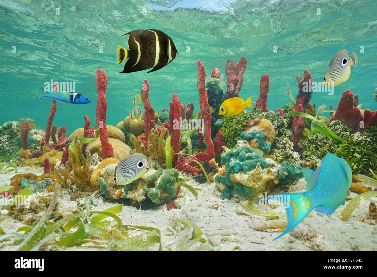Bunte tropische Fische und Unterwasserwelt unter Wasser an einem Korallenriff des karibischen Meeres Stockfoto