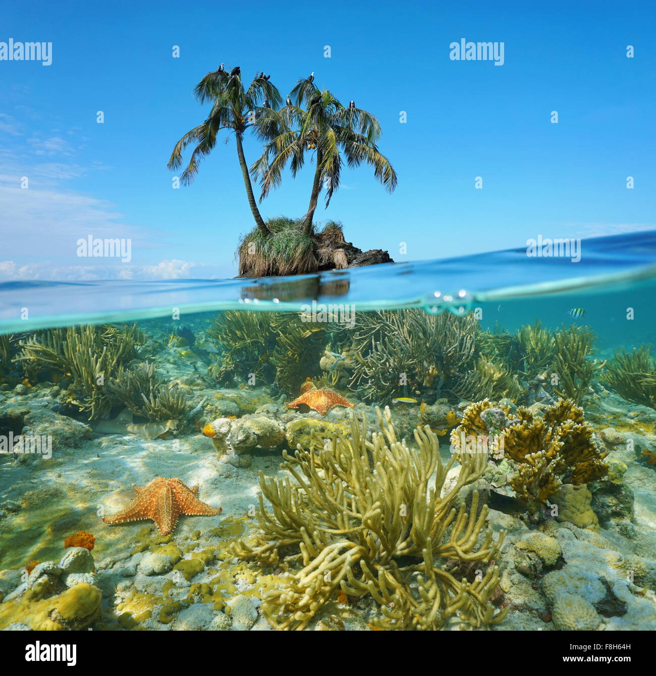 Split-Bild über und unter der Meeresoberfläche in der Nähe eine kleine Insel mit zwei Kokospalmen über Wasserlinie und Korallen mit Seestern unter Wasser Stockfoto