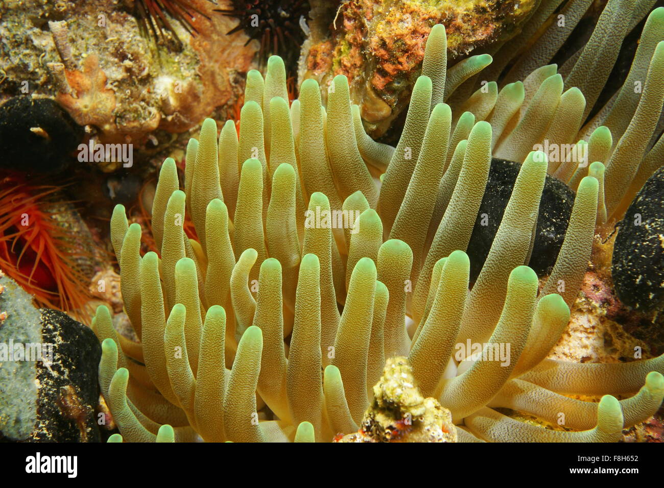 Unterwasser Kreatur, Tentakeln der riesigen Anemone, Condylactis Gigantea, Karibik, Panama Stockfoto